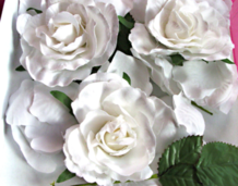 Roses blanches