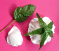 Roses blanches